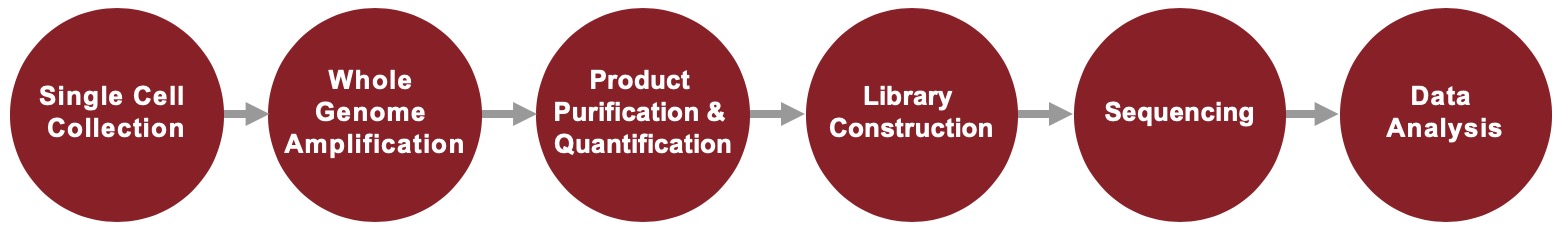 AccuSomatic Amplification Service Workflow